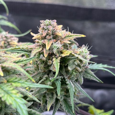 Wedding Cake 🍰 growlog timeline photo