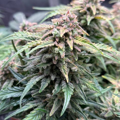 Wedding Cake 🍰 growlog timeline photo