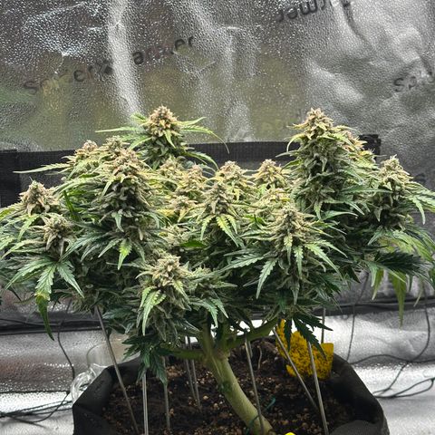 Wedding Cake 🍰 growlog timeline photo