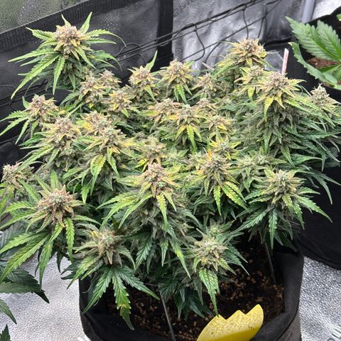 Wedding Cake 🍰 growlog timeline photo