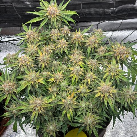 Wedding Cake 🍰 growlog timeline photo