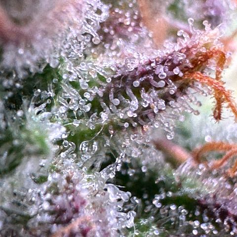 Wedding Cake 🍰 growlog timeline photo