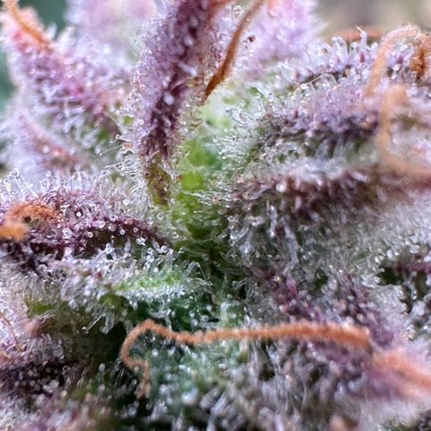 Wedding Cake 🍰 growlog timeline photo