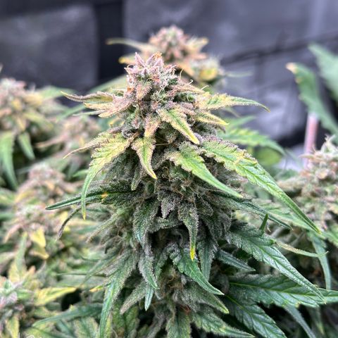 Wedding Cake 🍰 growlog timeline photo