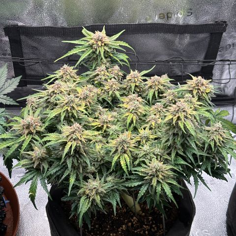 Wedding Cake 🍰 growlog timeline photo
