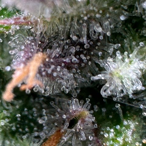 Wedding Cake 🍰 growlog timeline photo