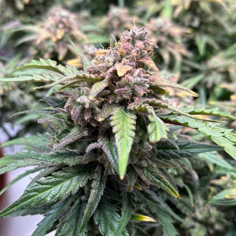 Wedding Cake 🍰 growlog timeline photo