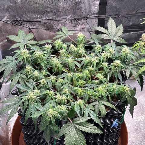 Triple G Automatic growlog timeline photo