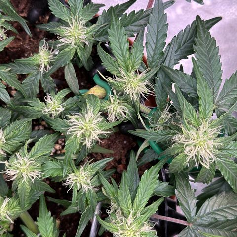 Triple G Automatic growlog timeline photo