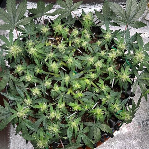 Triple G Automatic growlog timeline photo