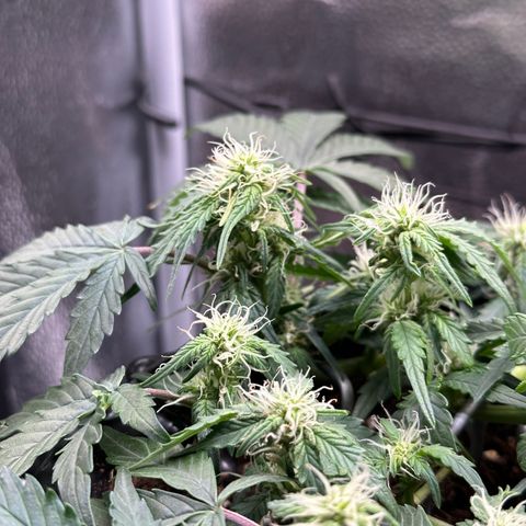 Triple G Automatic growlog timeline photo