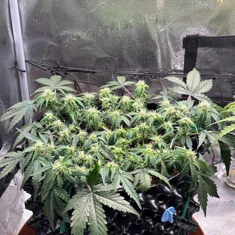 Triple G Automatic growlog timeline photo