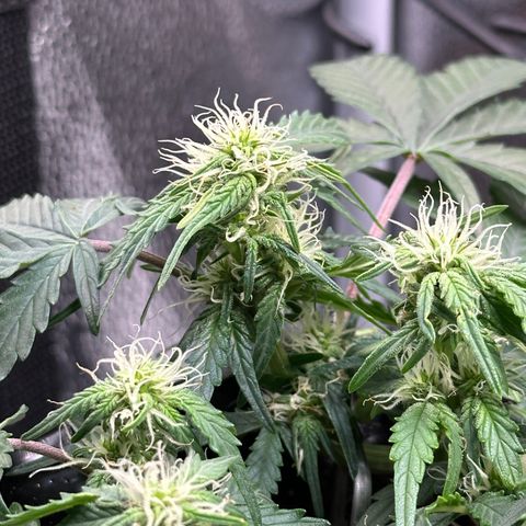 Triple G Automatic growlog timeline photo