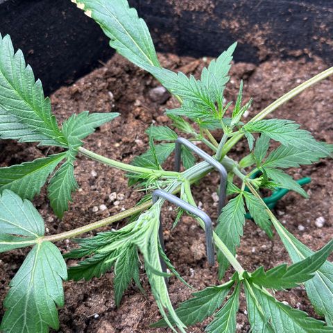 Mimosa Auto 🍊🥂 growlog timeline photo