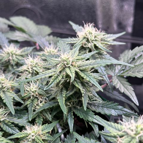Triple G Automatic growlog timeline photo