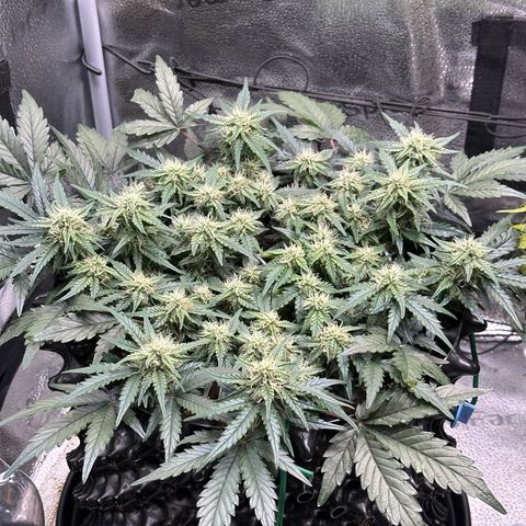 Triple G Automatic growlog timeline photo