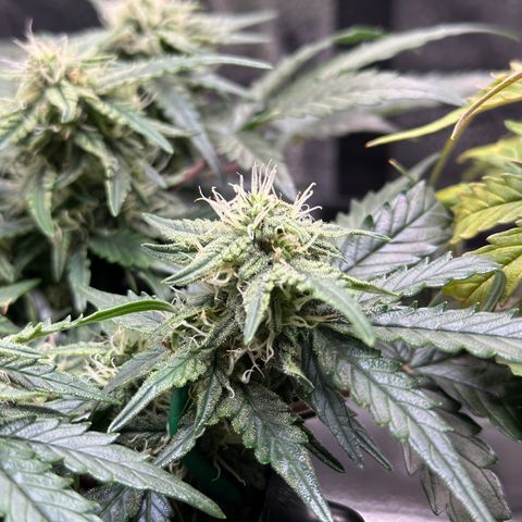 Triple G Automatic growlog timeline photo