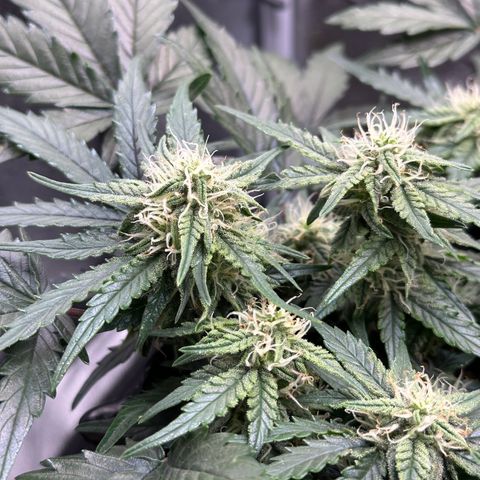 Triple G Automatic growlog timeline photo
