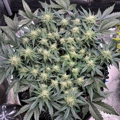 Triple G Automatic growlog timeline photo