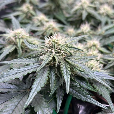 Triple G Automatic growlog timeline photo