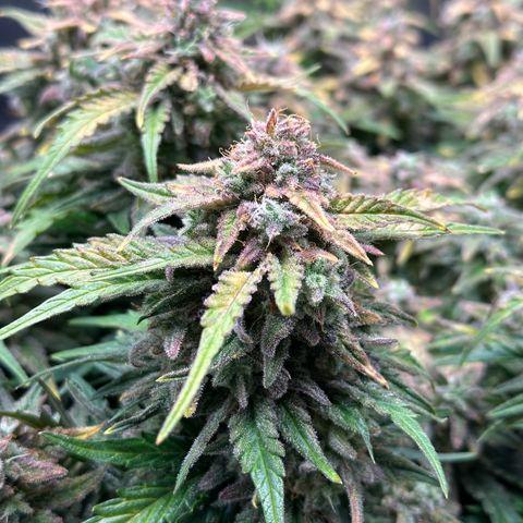 Wedding Cake 🍰 growlog timeline photo