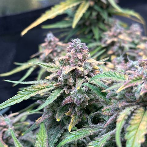 Wedding Cake 🍰 growlog timeline photo