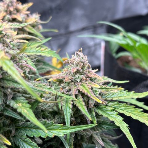 Wedding Cake 🍰 growlog timeline photo