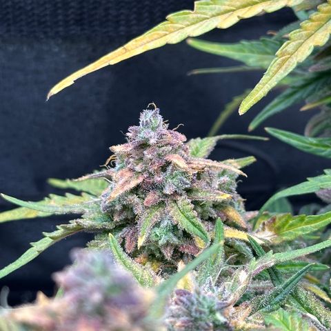 Wedding Cake 🍰 growlog timeline photo