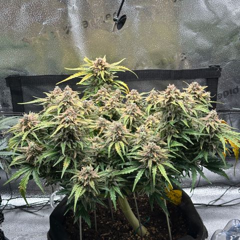 Wedding Cake 🍰 growlog timeline photo