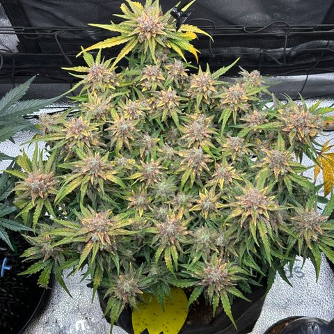 Wedding Cake 🍰 growlog timeline photo