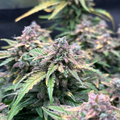 Wedding Cake 🍰 growlog timeline photo