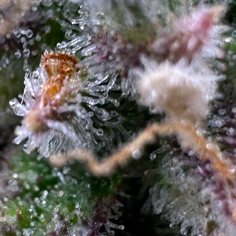 Wedding Cake 🍰 growlog timeline photo