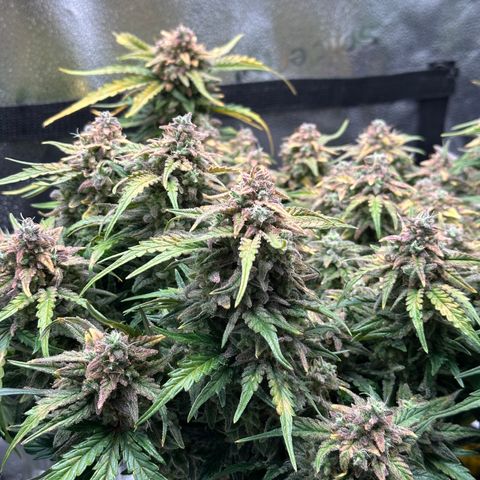 Wedding Cake 🍰 growlog timeline photo