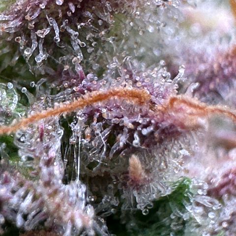 Wedding Cake 🍰 growlog timeline photo