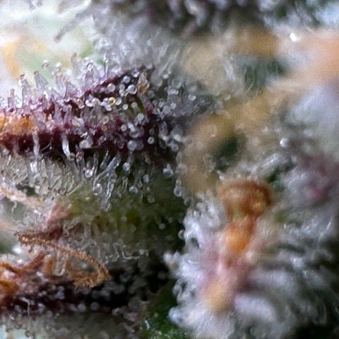 Wedding Cake 🍰 growlog timeline photo