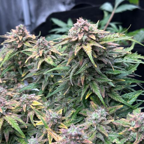 Wedding Cake 🍰 growlog timeline photo