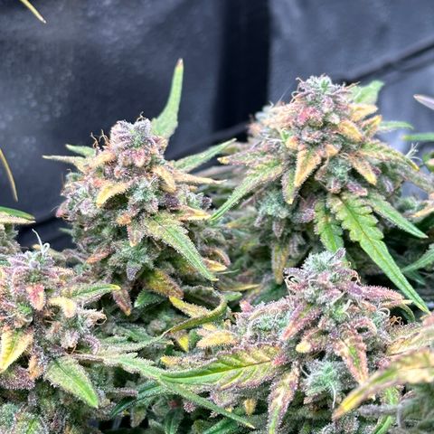 Wedding Cake 🍰 growlog timeline photo