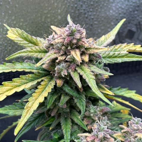 Wedding Cake 🍰 growlog timeline photo