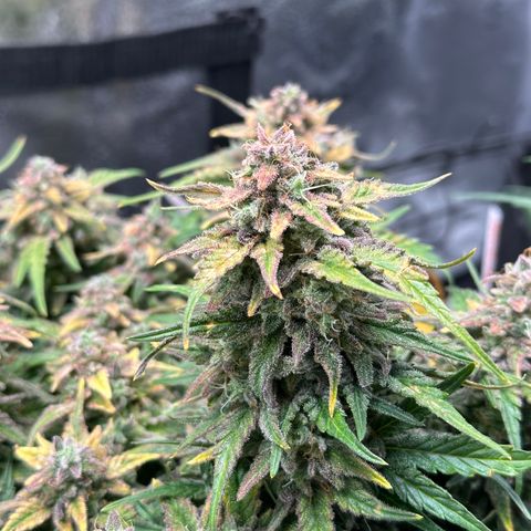 Wedding Cake 🍰 growlog timeline photo