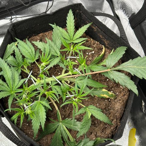 Mimosa Auto 🍊🥂 growlog timeline photo