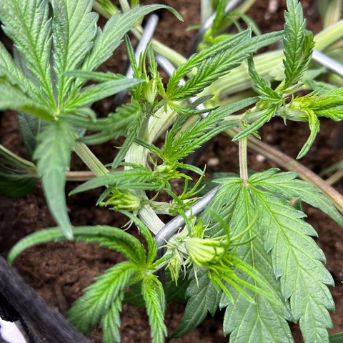 Mimosa Auto 🍊🥂 growlog timeline photo