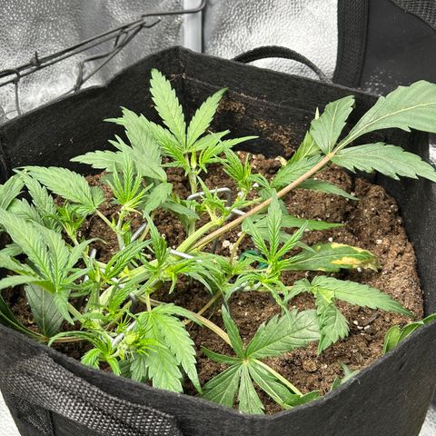 Mimosa Auto 🍊🥂 growlog timeline photo