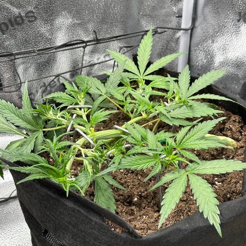 Mimosa Auto 🍊🥂 growlog timeline photo