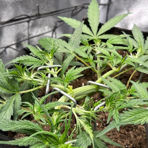 Mimosa Auto 🍊🥂 growlog timeline photo