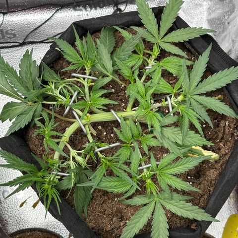 Mimosa Auto 🍊🥂 growlog timeline photo