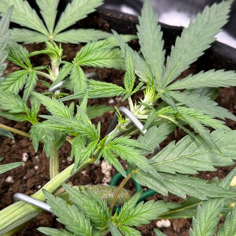 Mimosa Auto 🍊🥂 growlog timeline photo