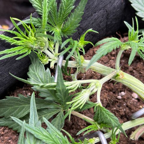 Mimosa Auto 🍊🥂 growlog timeline photo