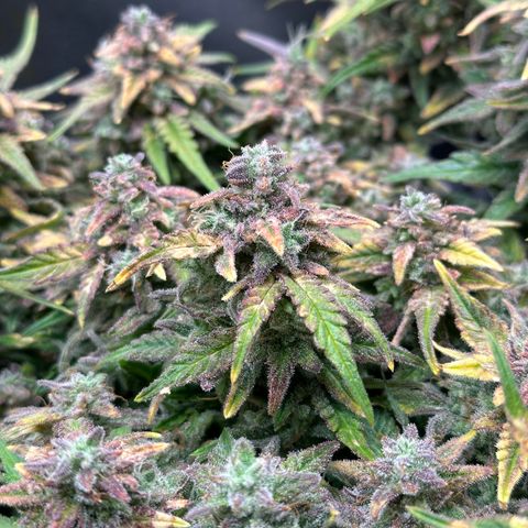 Wedding Cake 🍰 growlog timeline photo