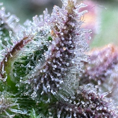 Wedding Cake 🍰 growlog timeline photo