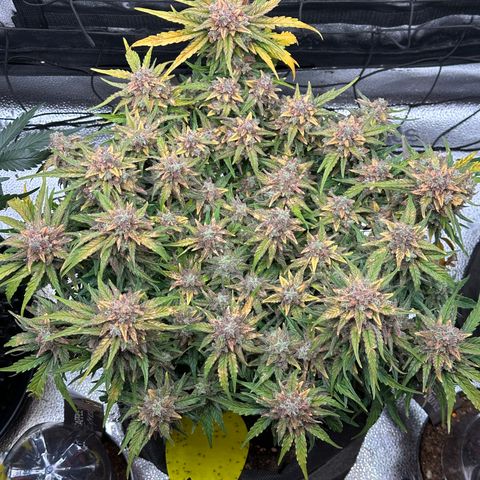 Wedding Cake 🍰 growlog timeline photo